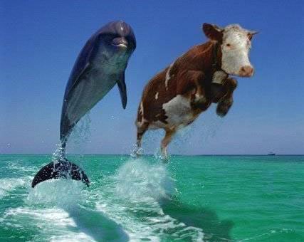 Dolphin and cow in ocean